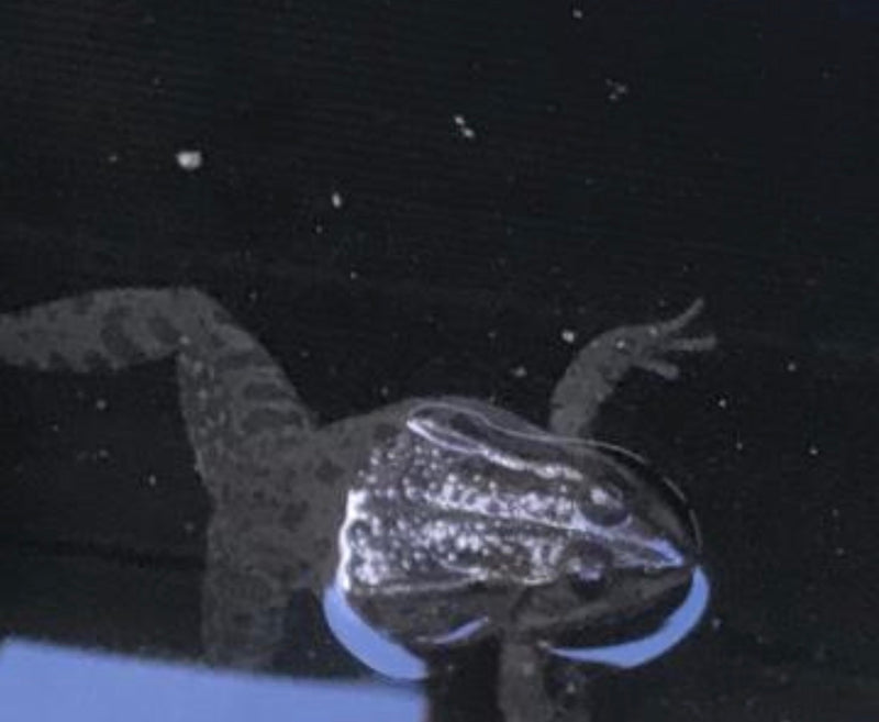 Żaba lamparta — Bild 1