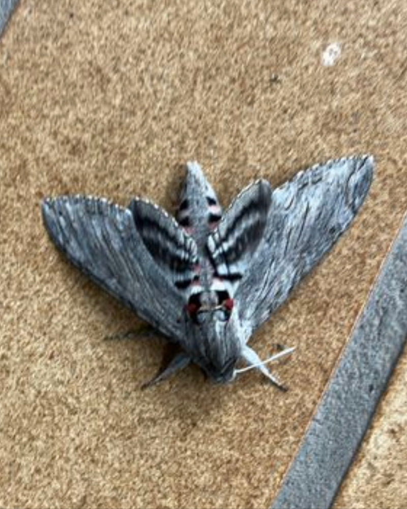 Privet Hawkmoth — zdjęcie 4 z 13