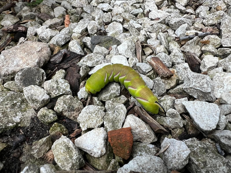 Privet Hawkmoth — zdjęcie 2 z 13