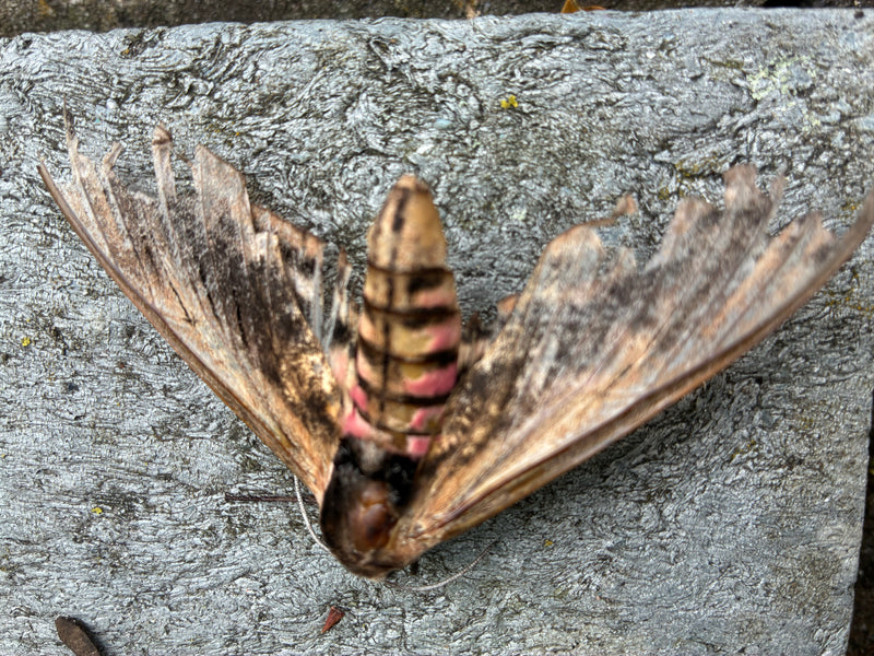 Privet Hawkmoth — zdjęcie 3 z 13