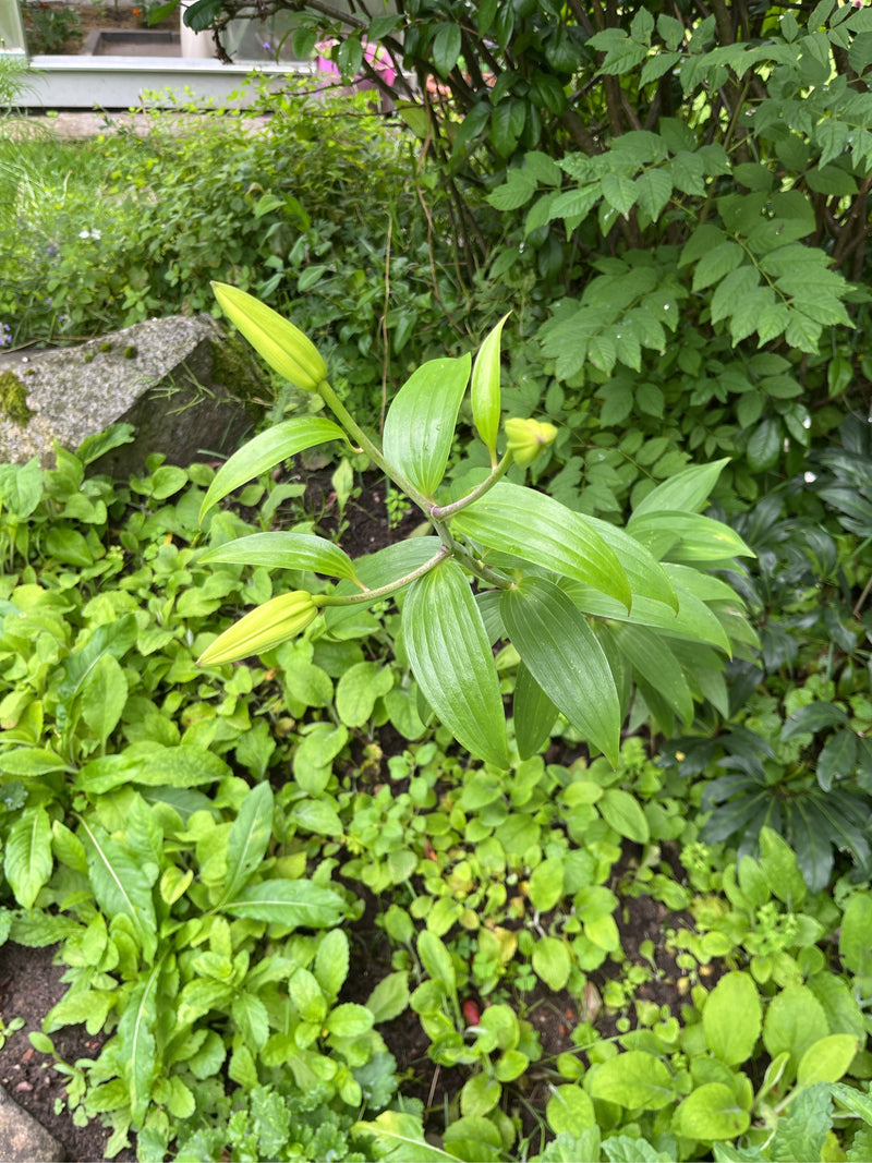 lilia — Bild 2