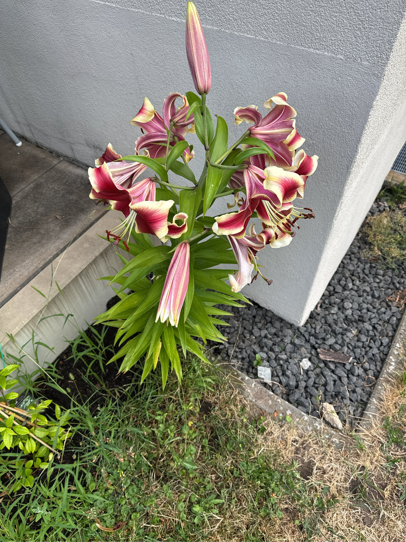 lilia — Bild 1
