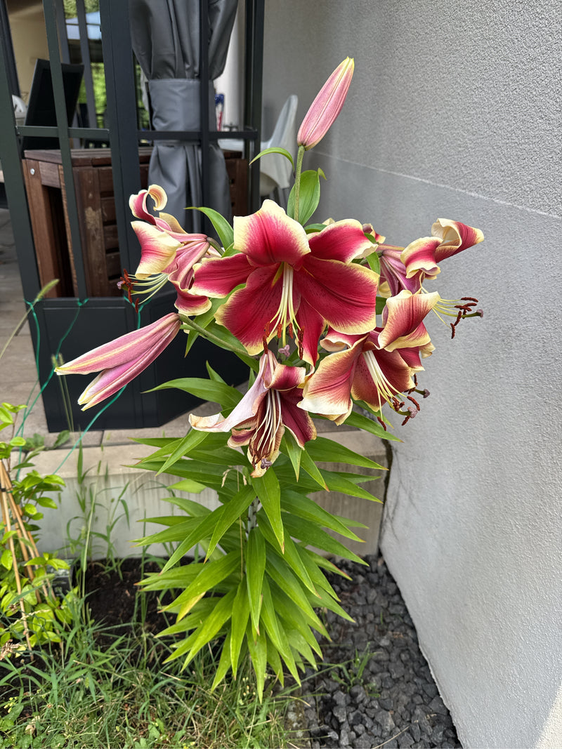 lilia — Bild 3