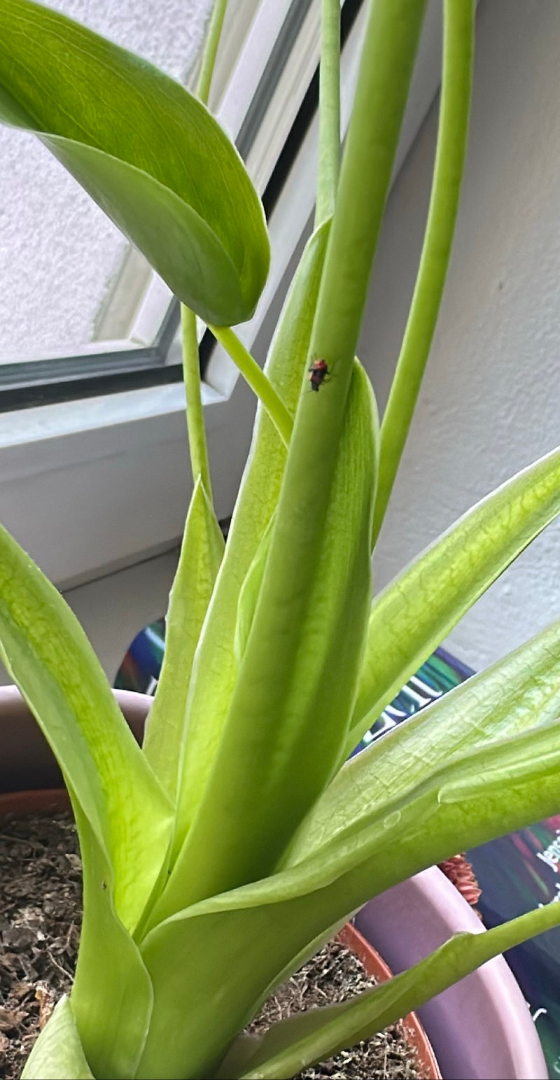 Liliowy kurczak — Bild 1