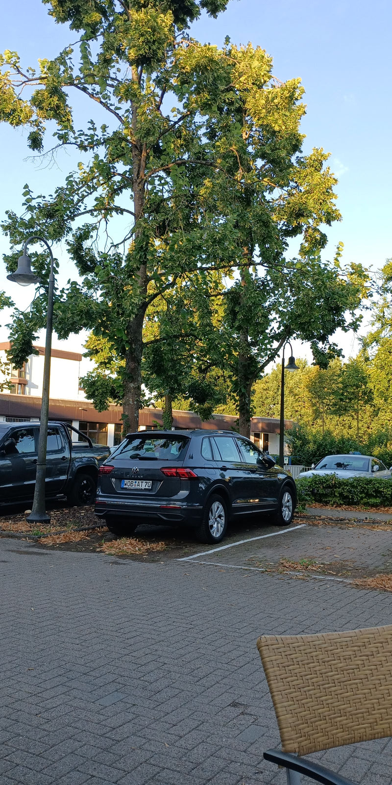 Na zdjęciu widoczne są duże lipy na asfaltowym parkingu w środowisku miejskim. Na pierwszym planie stoją zaparkowane samochody.