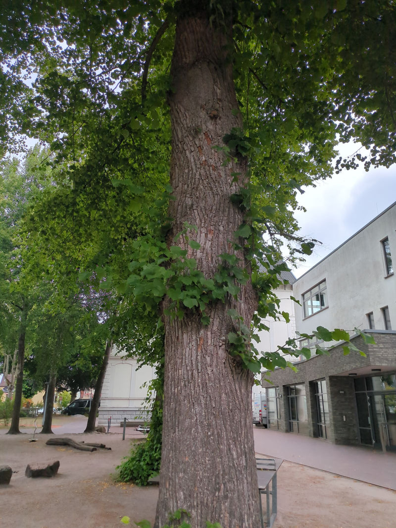 Widoczny jest mocny pień i korona dużej lipy na miejskim placu przed budynkiem. Typowe liście w kształcie serca rosną również bezpośrednio na pniu.