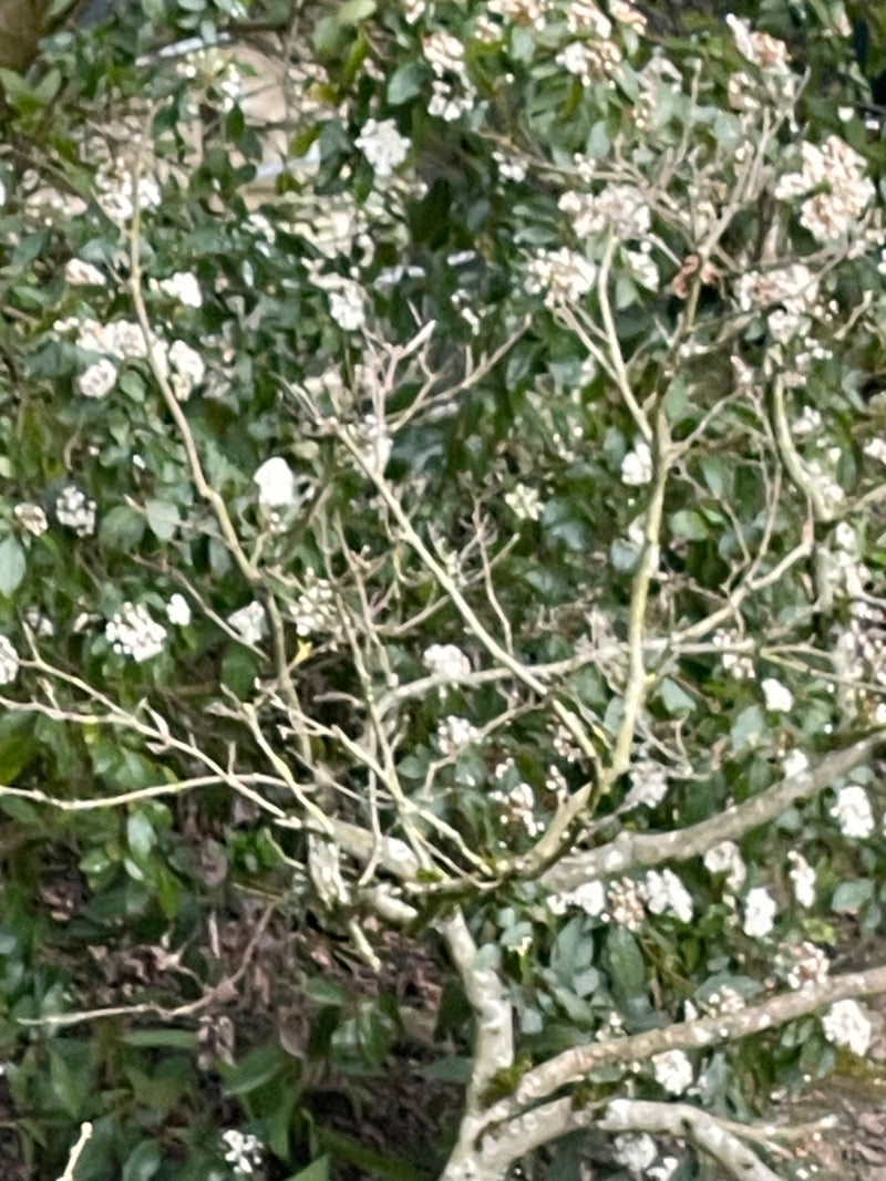 Laurowa śnieżka — Bild 1