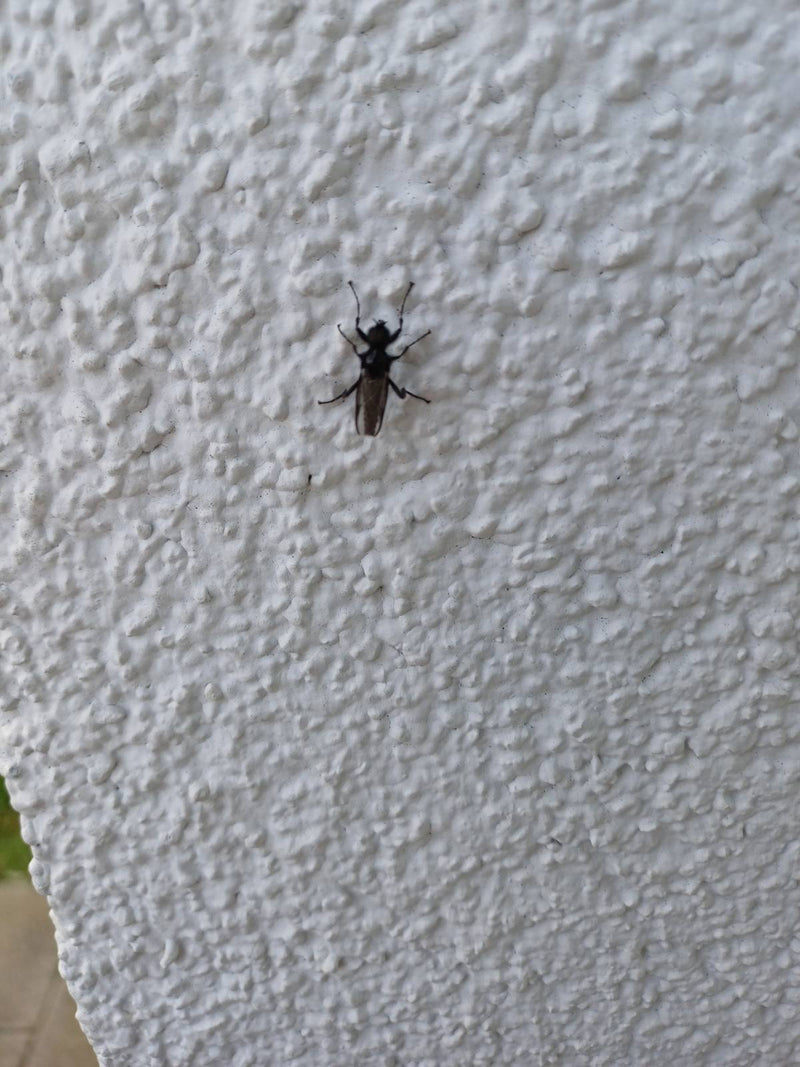 Marcowa mucha — Bild 1