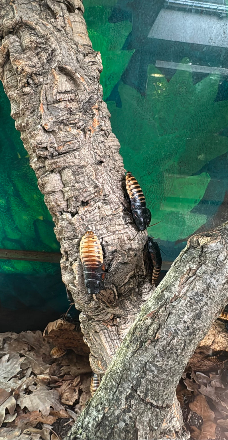 Karaluch madagaskarski — Bild 2