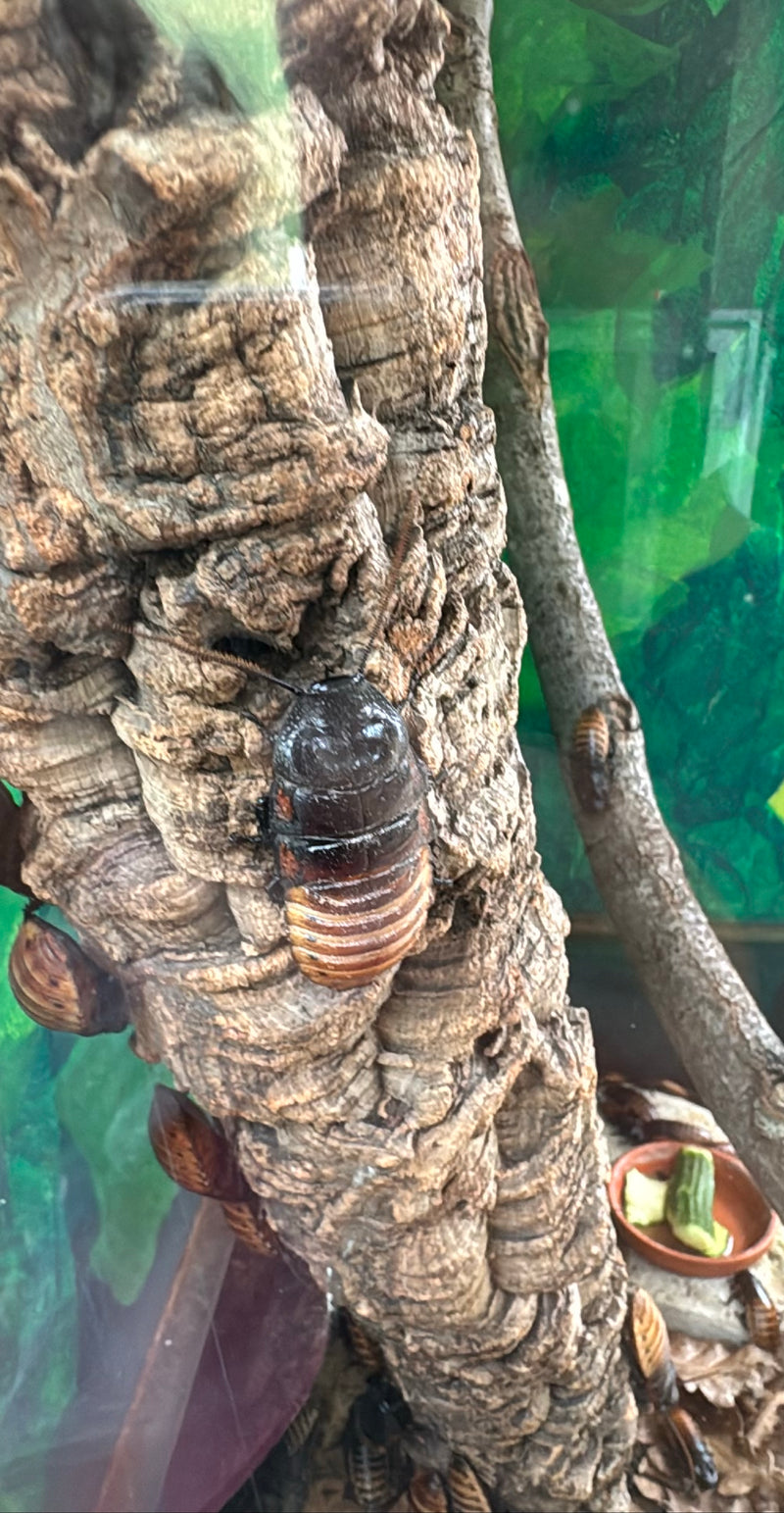 Karaluch madagaskarski — Bild 1