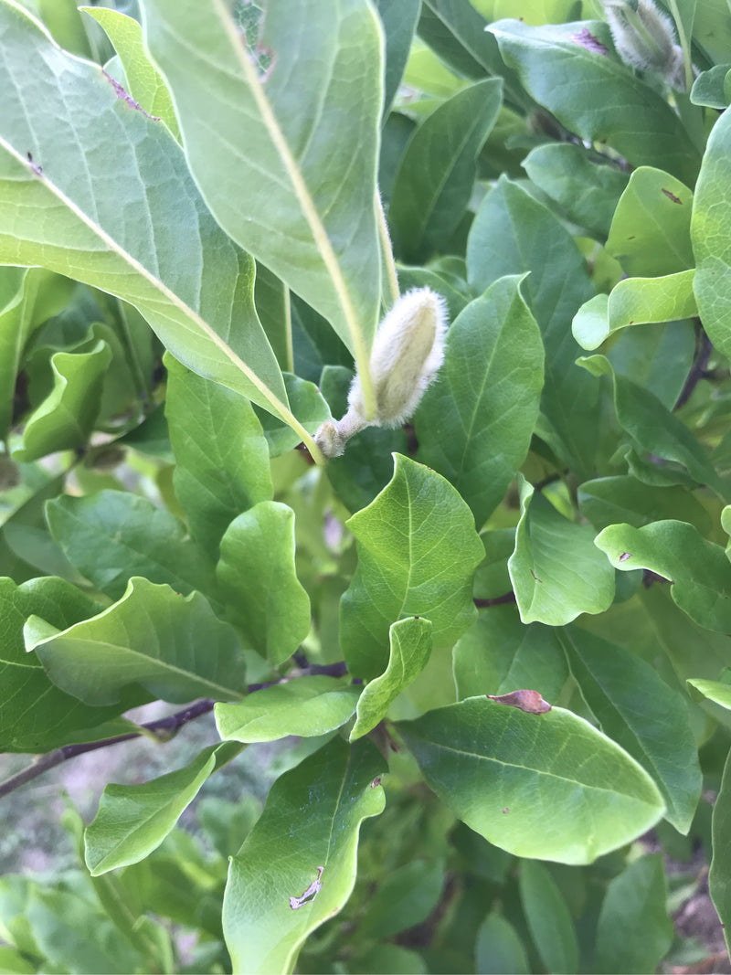 Zdjęcie przedstawia zielone liście i owłosiony pąk magnolii. Roślina znajduje się w naturalnym otoczeniu.