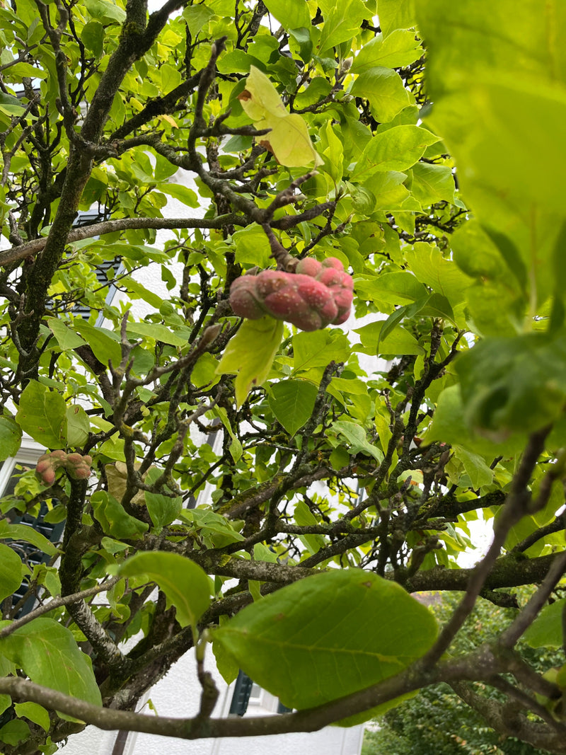 Widoczny jest dojrzewający, różowy owocostan magnolii pośród zielonych liści i gałęzi. Zdjęcie przedstawia roślinę w jej naturalnym środowisku.