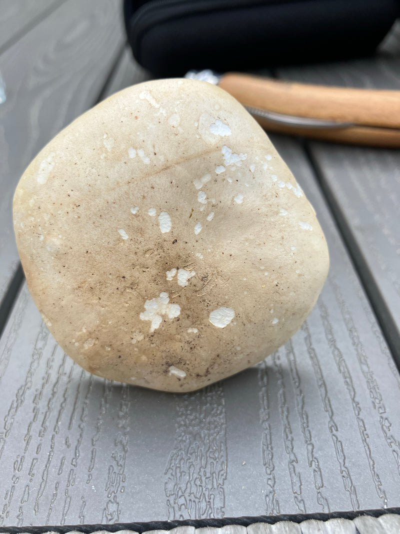Majowy grzyb — Bild 2