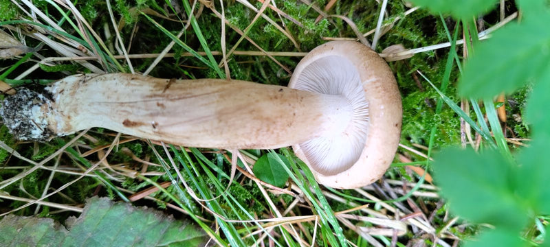 Gęśnica wiosenna leży na boku w trawie i mchu. Białe, gęste blaszki i gruby trzon są dobrze widoczne.