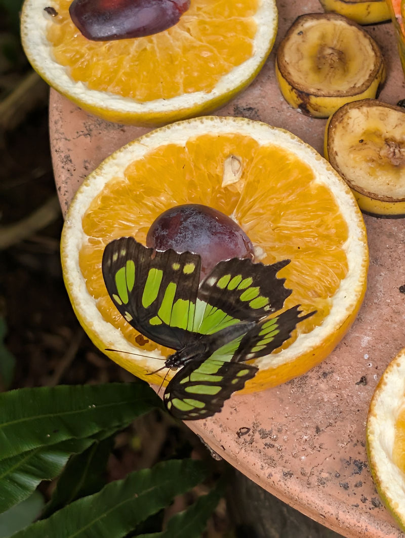 Malachitowy motyl — Bild 1