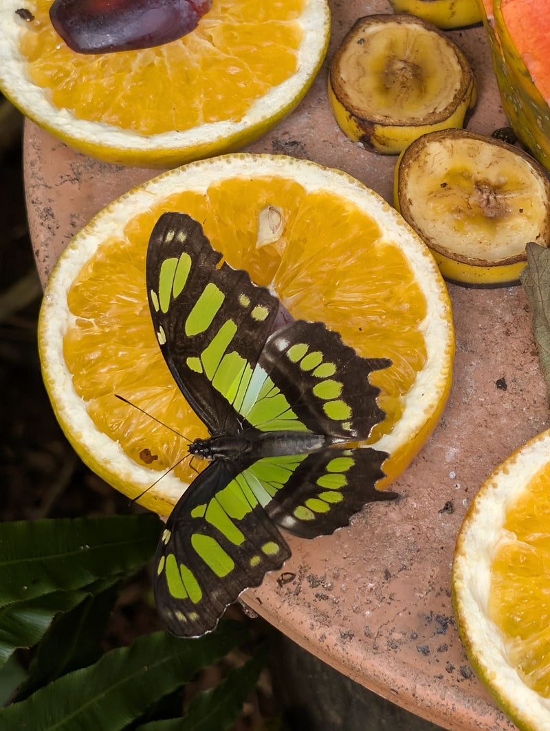Malachitowy motyl — Bild 2