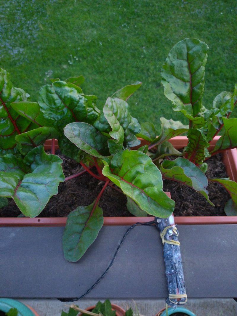 Chard — Bild 1
