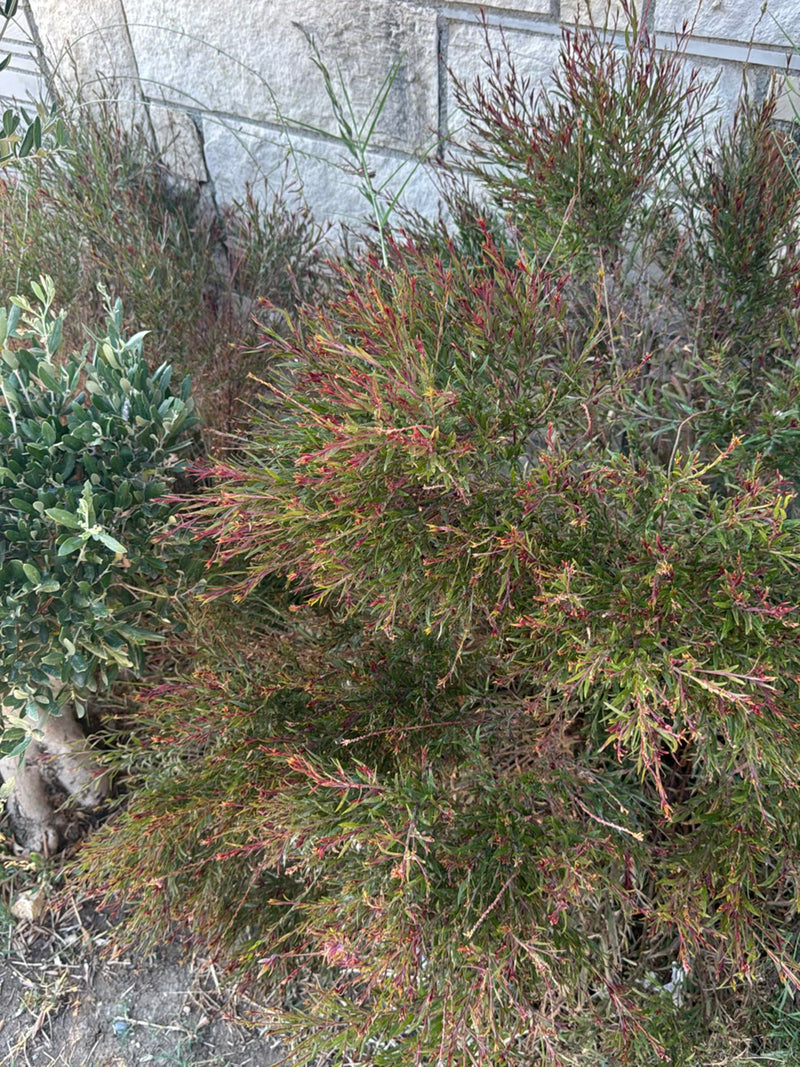 Manuka (mirt z Morza Południowego) — zdjęcie 2 z 4