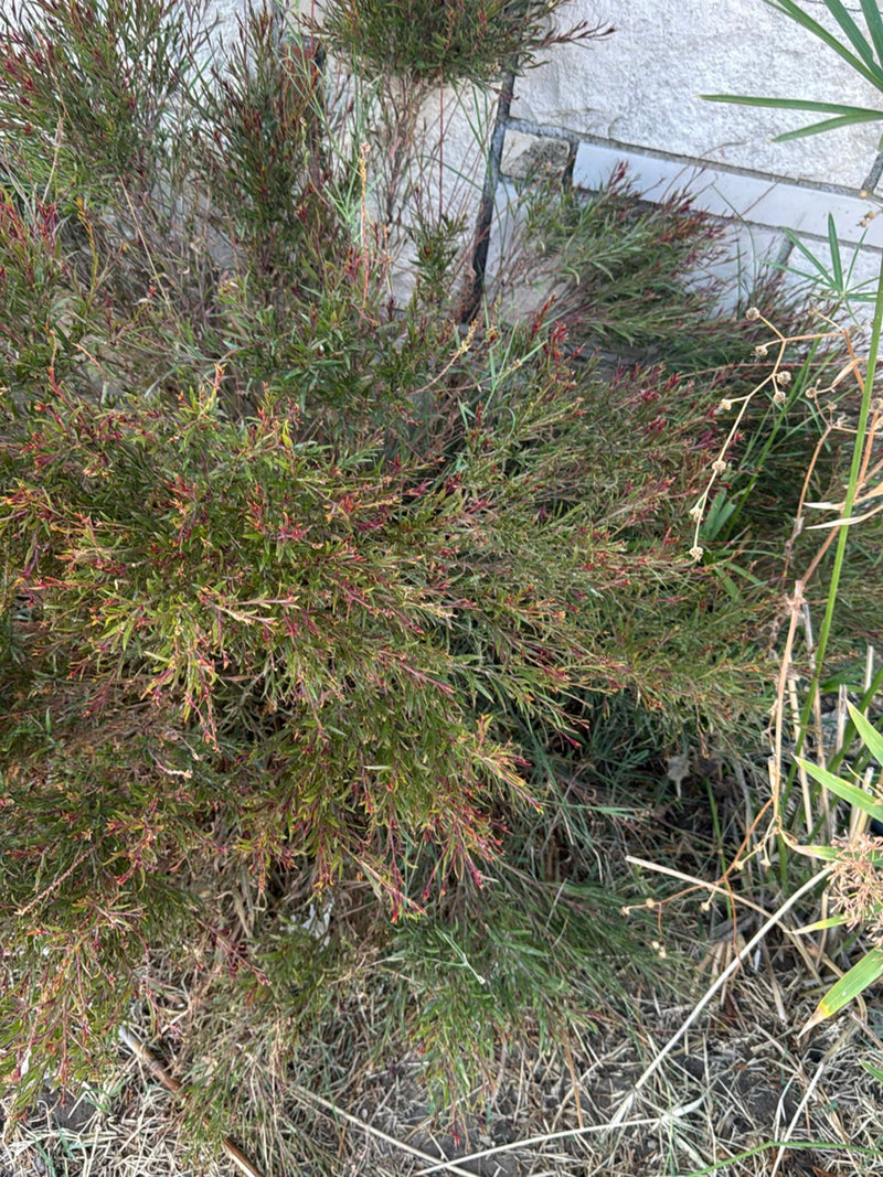 Manuka (mirt z Morza Południowego) — zdjęcie 1 z 4