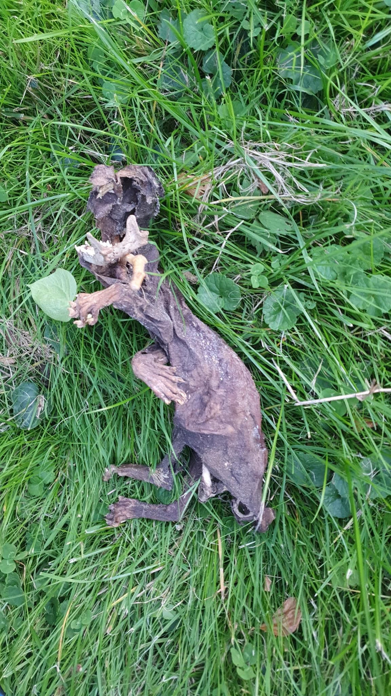 Mumifikowane ciało kuny leży na zielonej łące. Zwłoki wyraźnie pokazują kontury i głowę zwierzęcia w trawie.