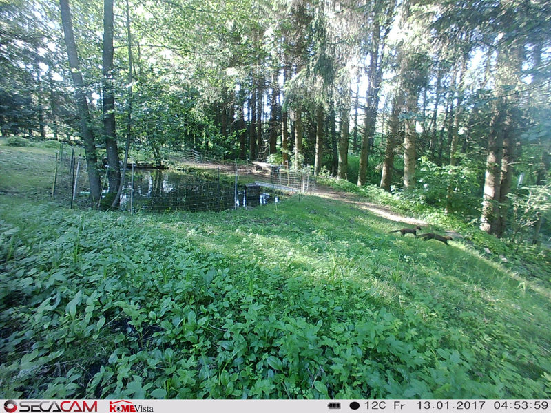 Marder (Gattung Martes) — Bild 1