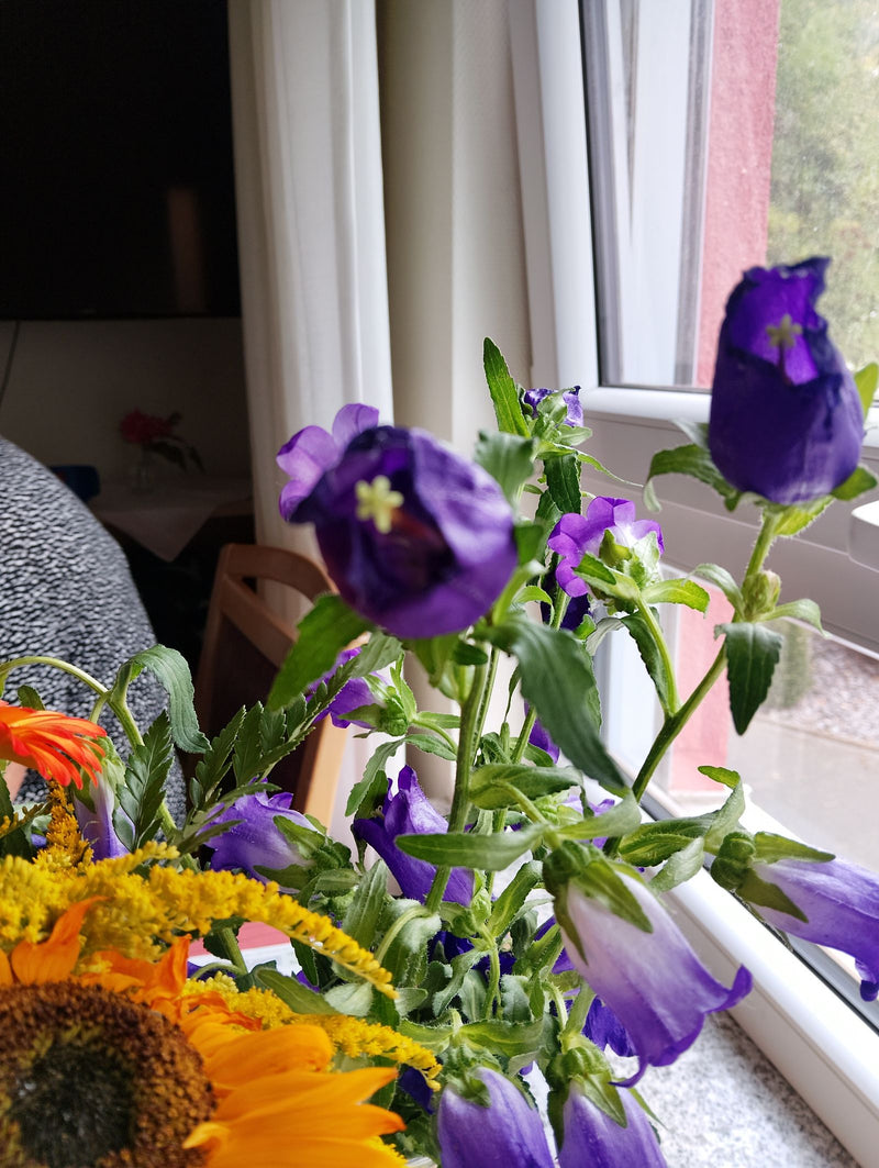 Dzwonek Maryi — Bild 1