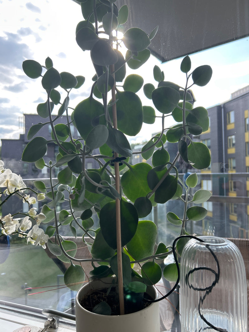Marniers Kalanchoe — zdjęcie 1 z 1