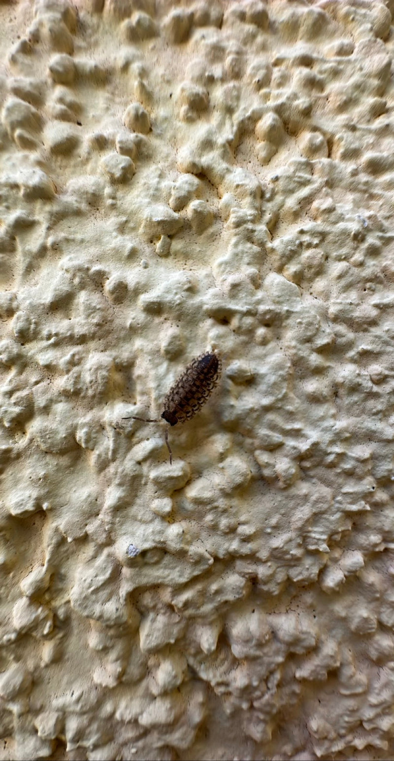 Profil równonóg ścienny — Bild 1