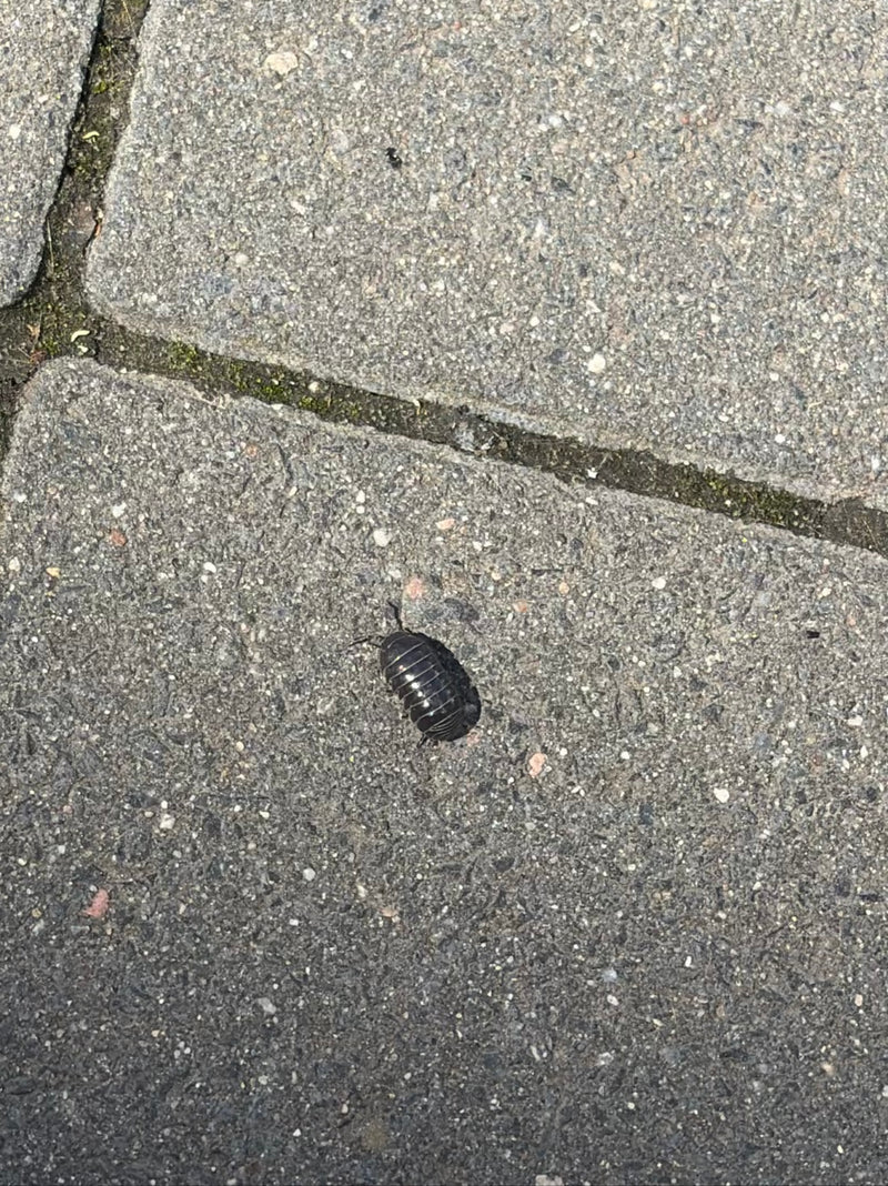 Stokłosa wędruje po szarych płytach kamiennych. Owalne, segmentowane zwierzę jest dobrze widoczne.