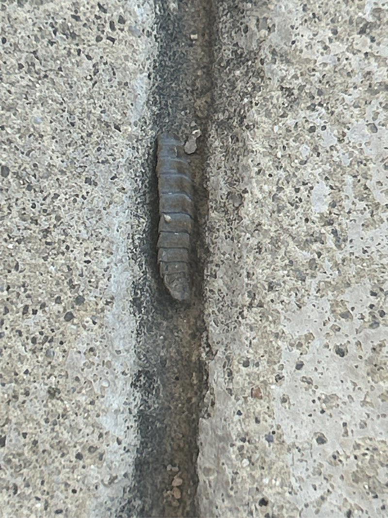 Woodlice ścienne (rodzaj) — Bild 1