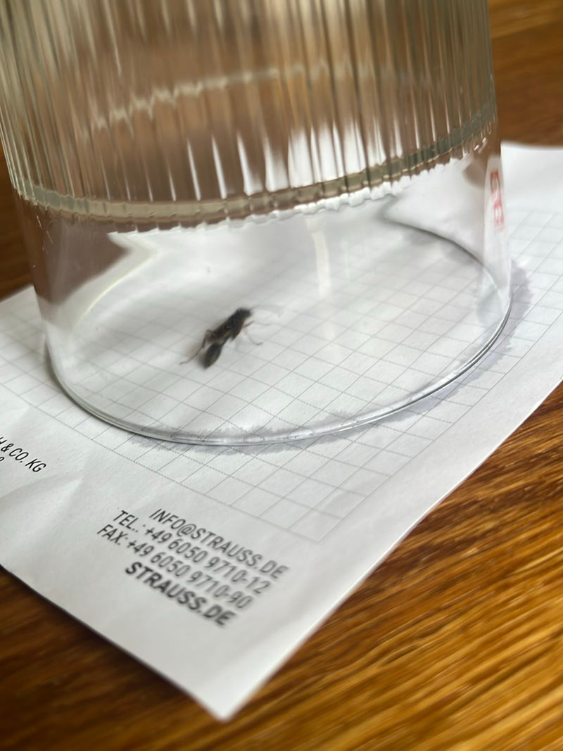 Zdjęcie przedstawia osę murarkę uwięzioną pod odwróconą szklanką na papierze w kratkę. Owad odpoczywa na powierzchni.