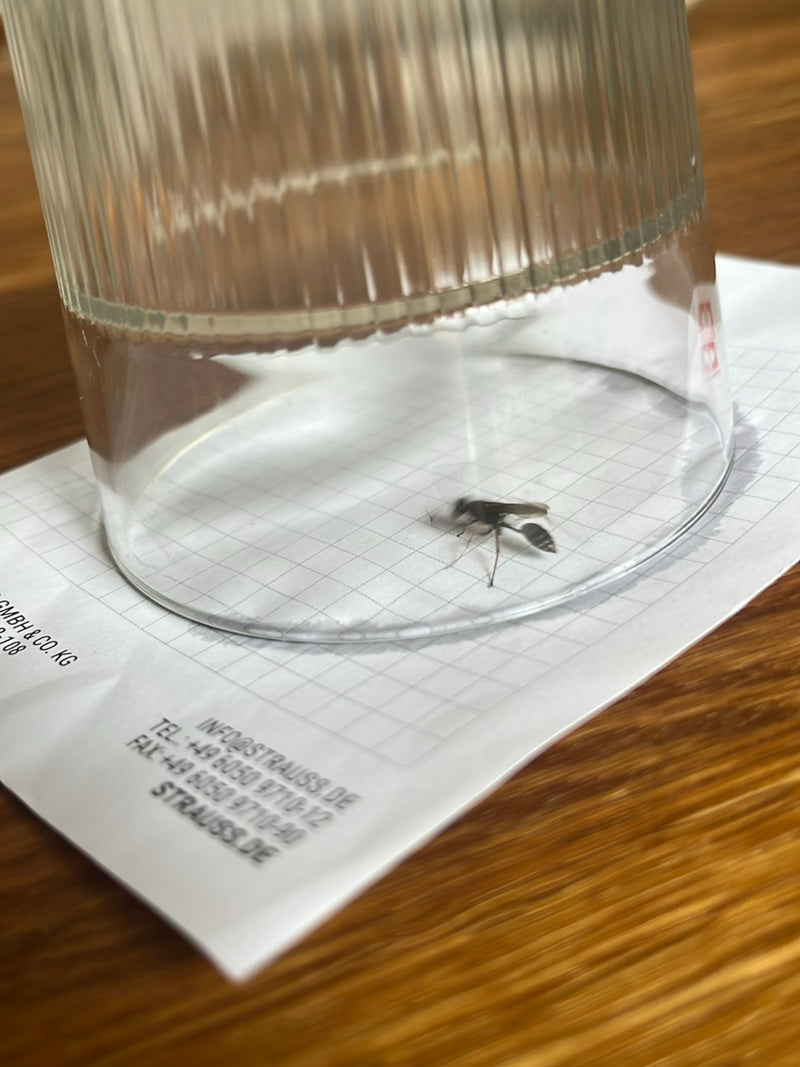 Gąsienicznikowata siedzi pod odwróconą szklanką na kartce papieru. Smukła osy jest dobrze widoczna.