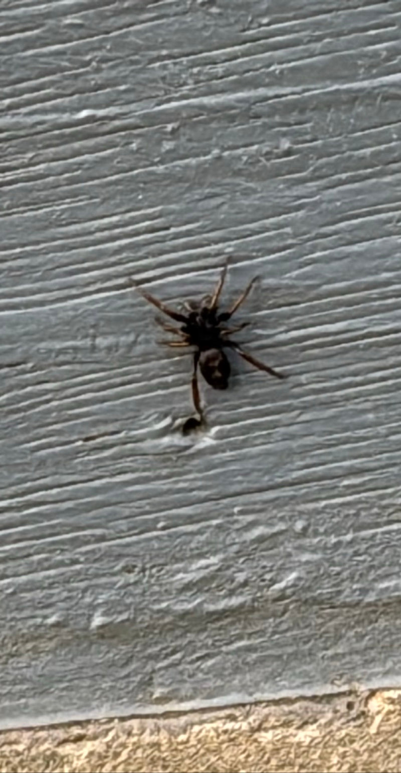 Pająk Twister domowy — Bild 1