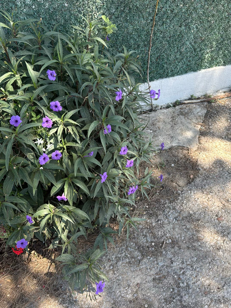 Meksykańska petunia — Bild 1