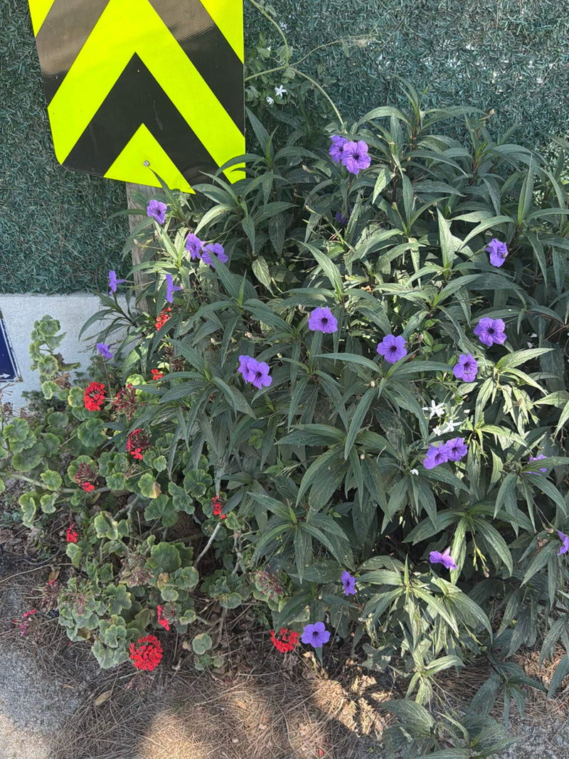 Meksykańska petunia — Bild 2