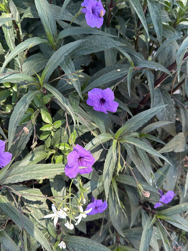 Meksykańska petunia — Bild 3