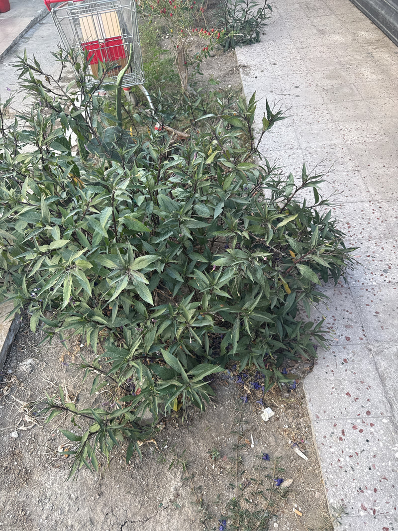 Meksykańska petunia — zdjęcie 5 z 8
