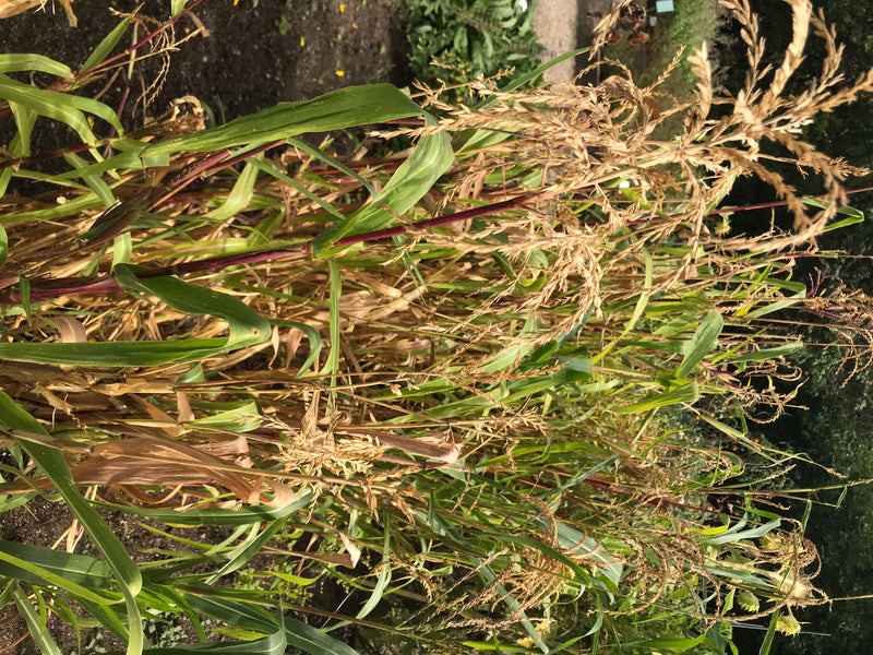 Mexikanischer Mais (Teosinte) — zdjęcie 1 z 3