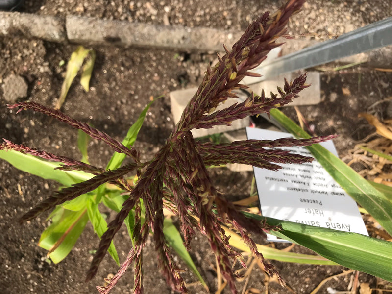 Mexikanischer Mais (Teosinte) — zdjęcie 3 z 3