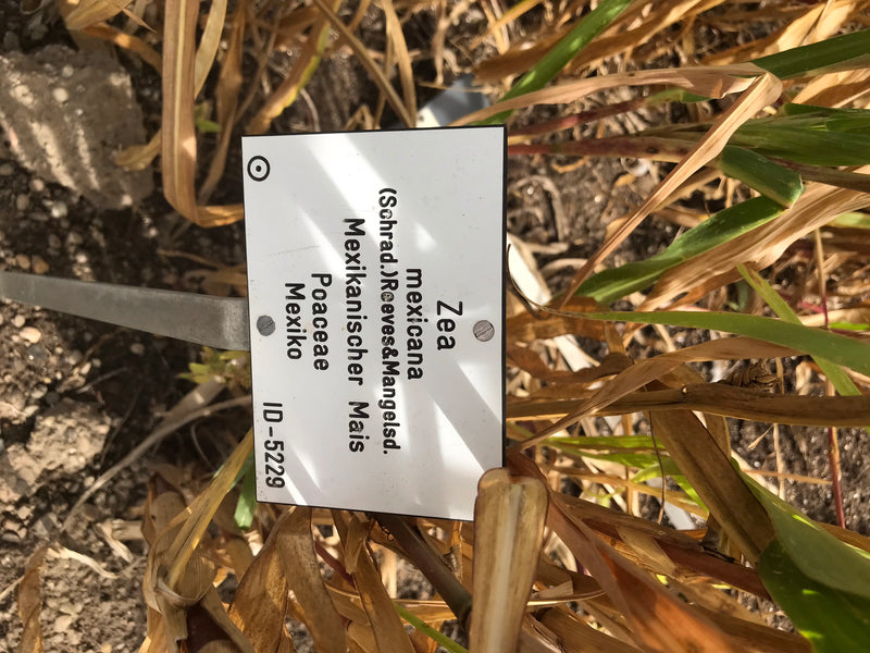 Mexikanischer Mais (Teosinte) — zdjęcie 2 z 3