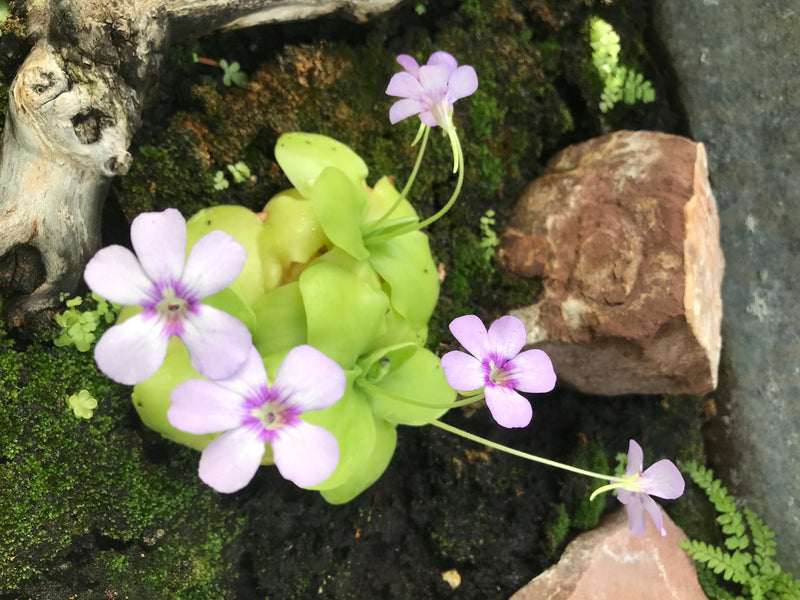 Mexikanisches Fettkraut — zdjęcie 2 z 2