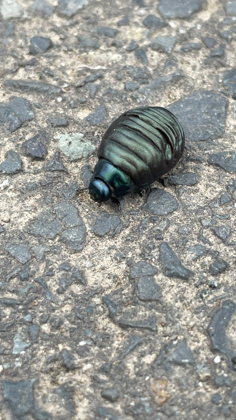 Chrząszcz miętowy (larwa) — Bild 1