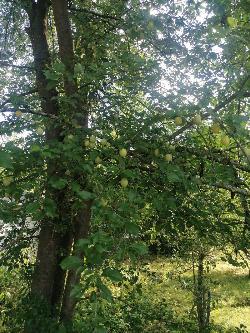 Mirabelka — Bild 1