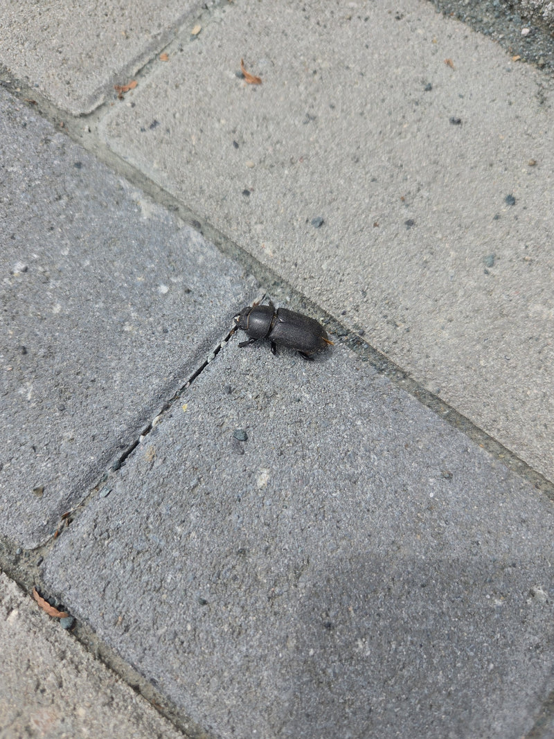 Chrząszcz gnojowy (Pentodon idiota) — Bild 1