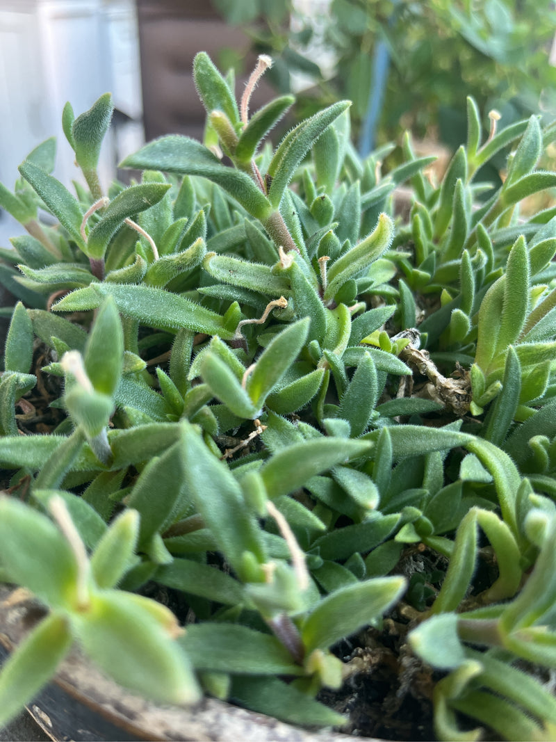 Zdjęcie przedstawia gęste skupisko zielonych, mięsistych liści przypołudnika (Lampranthus). Sukulent jest pokazany w zbliżeniu.