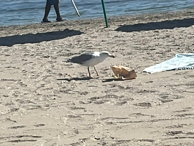 Mewa żółtonoga stoi na piaszczystej plaży i żeruje przy papierowej torbie. W tle widać wodę.