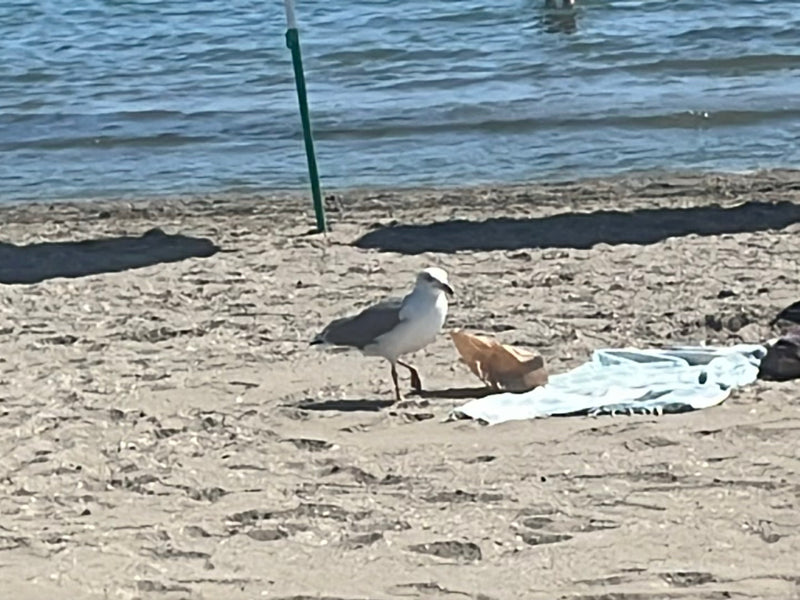 Mewa białogłowa spaceruje po piaszczystej plaży nad wodą. W tle widoczne jest morze.