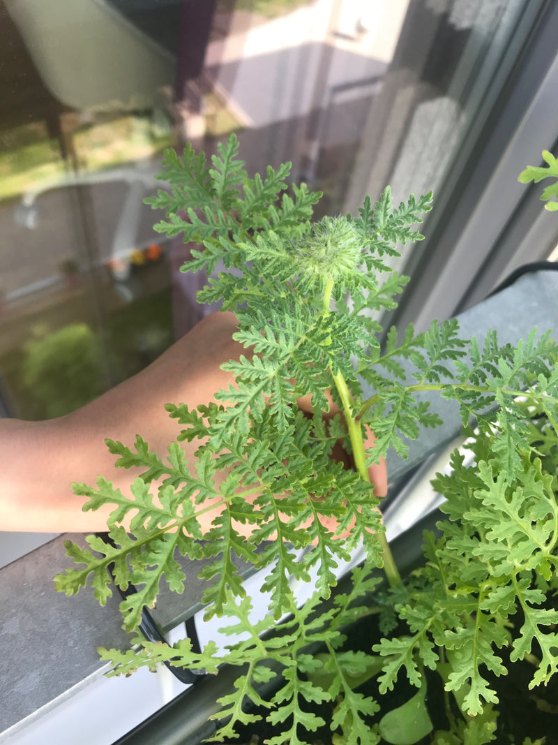 Pelargonia pachnąca liśćmi maku — Bild 1