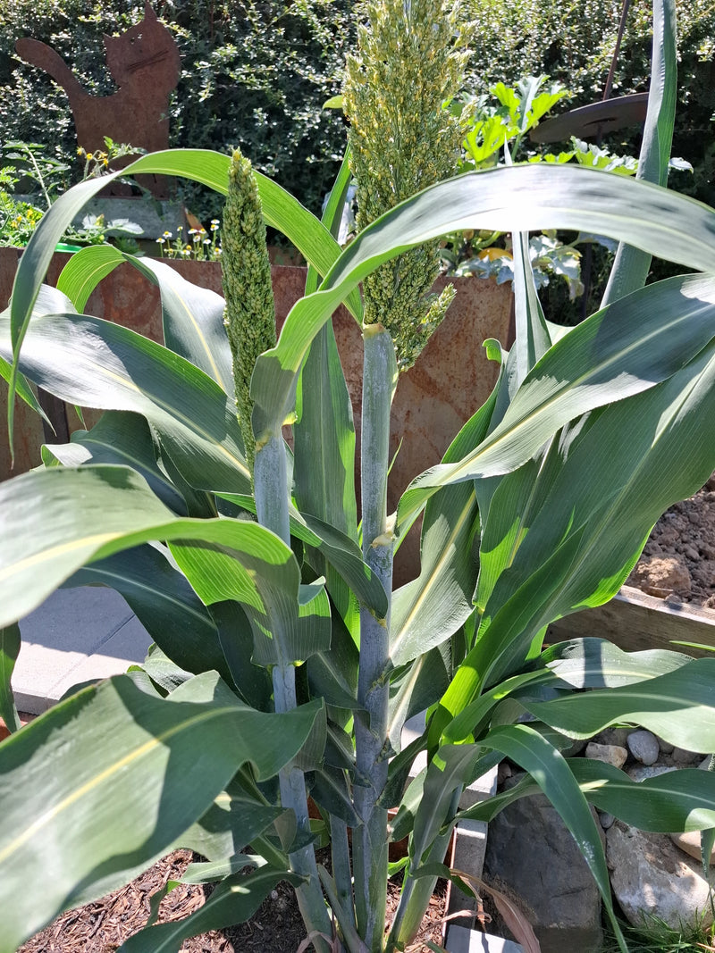 Sorgo — Bild 2