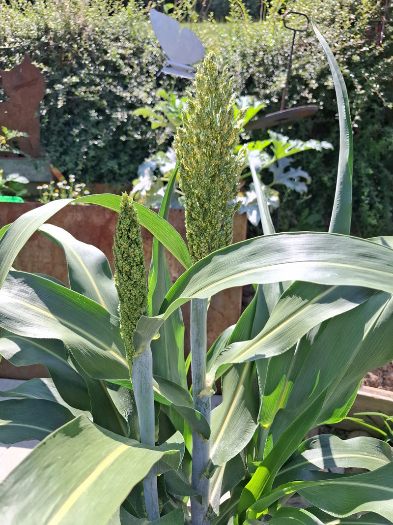 Sorgo — Bild 1